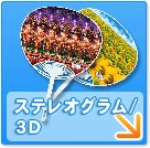 無地タイプ